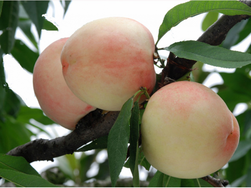 Peach Fruit Bag