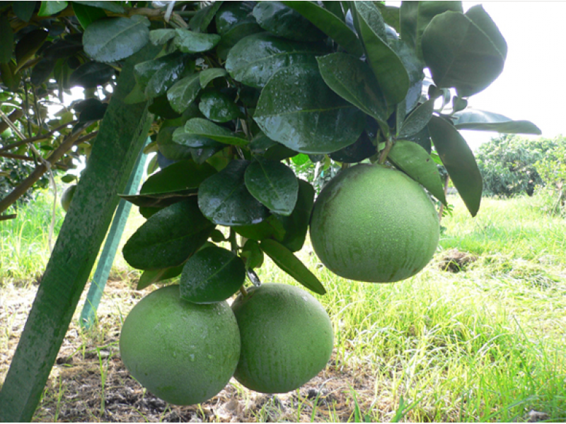 Pomelo Fruit Bag