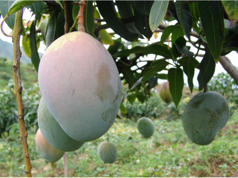 Mango/Guava Fruit Bag
