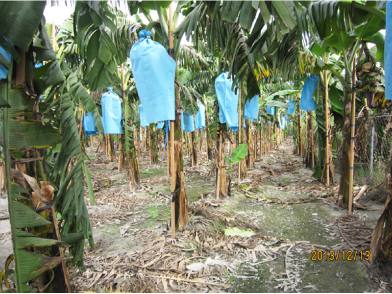 Banana Fruit Bag