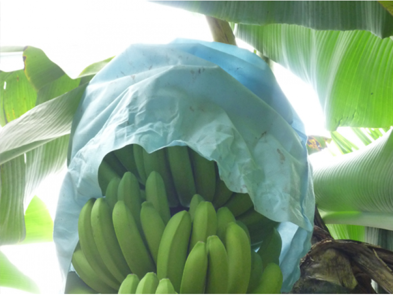 Banana Fruit Bag