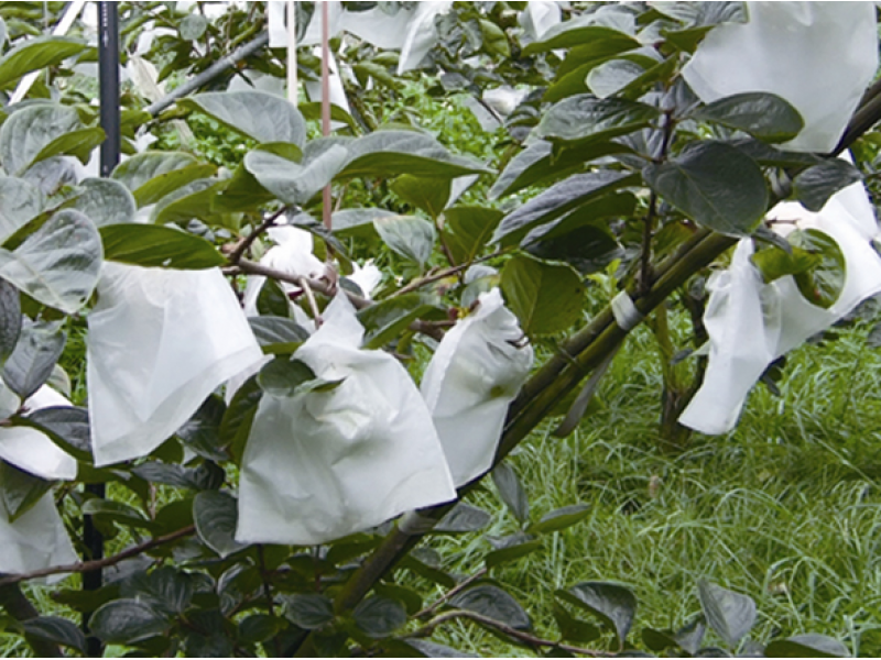 Persimmon Fruit Bag