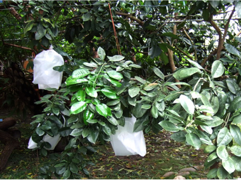 Pomelo Fruit Bag