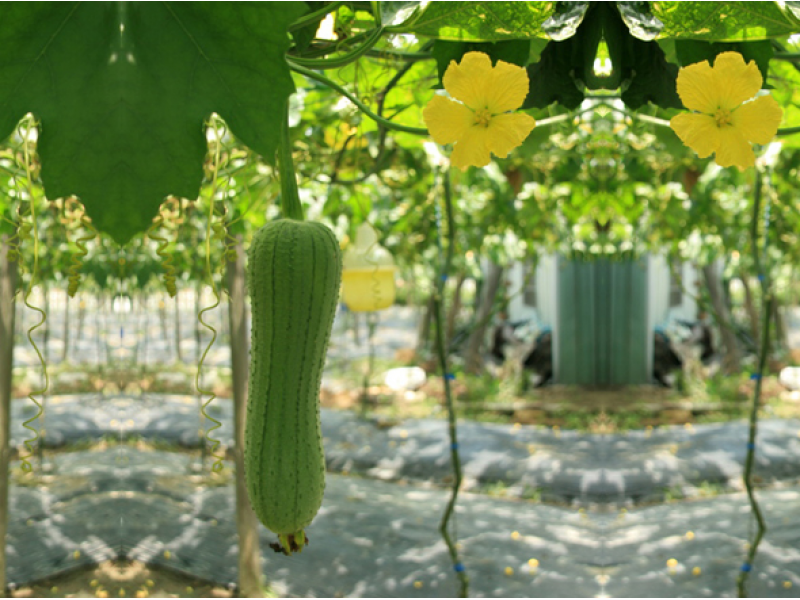 Luffa Bag