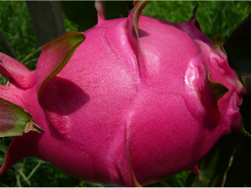 Pitaya Fruit Bag