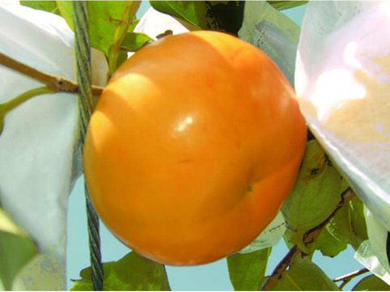 Persimmon Fruit Bag