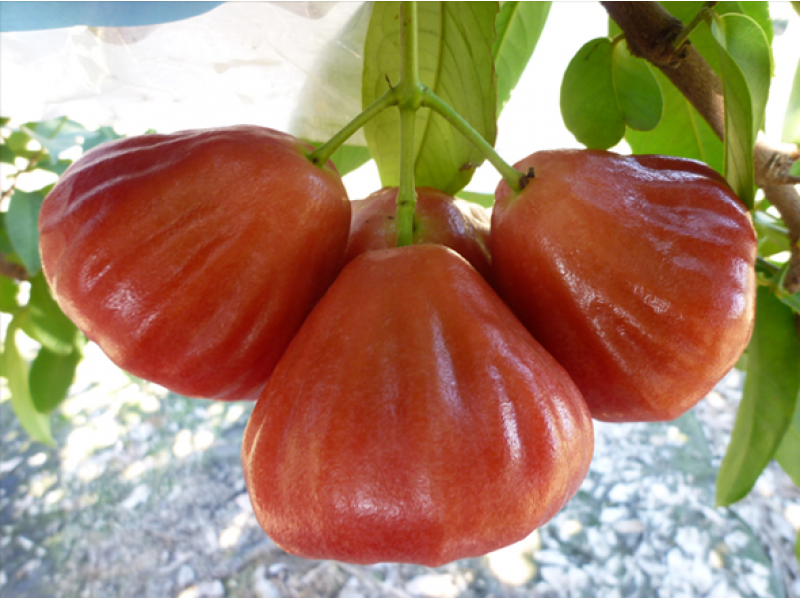 Wax Apple Fruit Bag