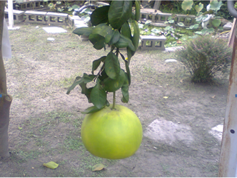 Pomelo Fruit Bag